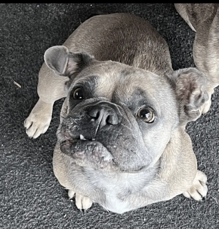 Brazen Daylight Theft: French Bulldog Lola Snatched in Fair Oak – Police Hunt White Transit Van Culprits