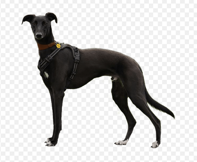 Police Are Appealing For Witnesses Following Reports Of A Dangerously Out-of-control Dog In Walcot, Swindon