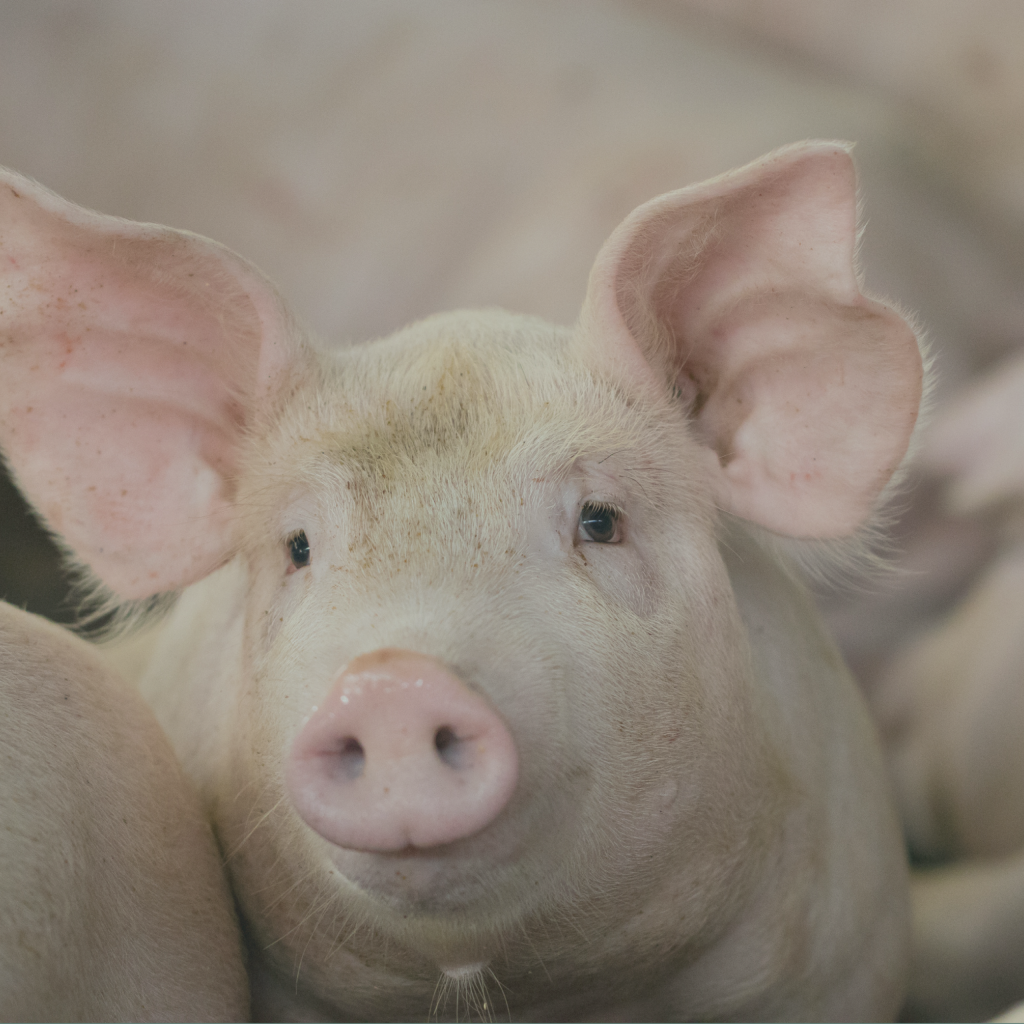 Farm In Lichfield Targeted In Pig Theft: Appeal For Information