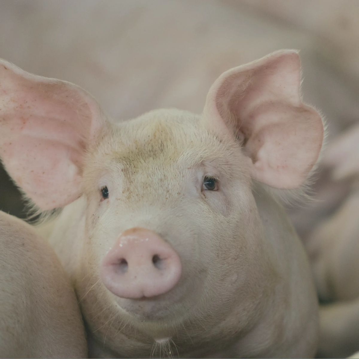 Lichfield Farm Ravaged: Thieves Steal Nine Pigs in Two Daring Raids – Police Hunt Swine Snatchers