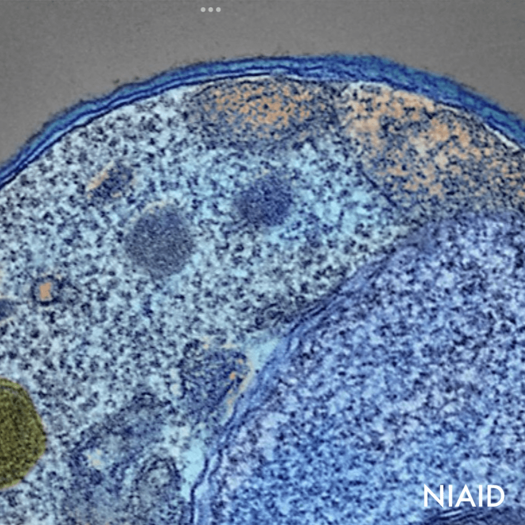 Who Recommends New Malaria Vaccine Offering Cost-effective Solution