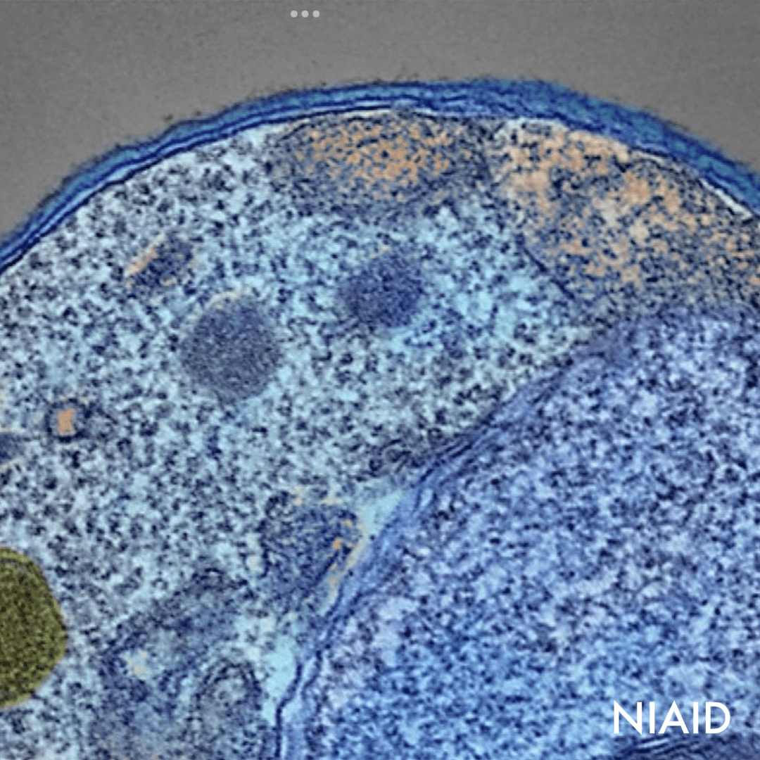 Who Recommends New Malaria Vaccine Offering Cost-effective Solution