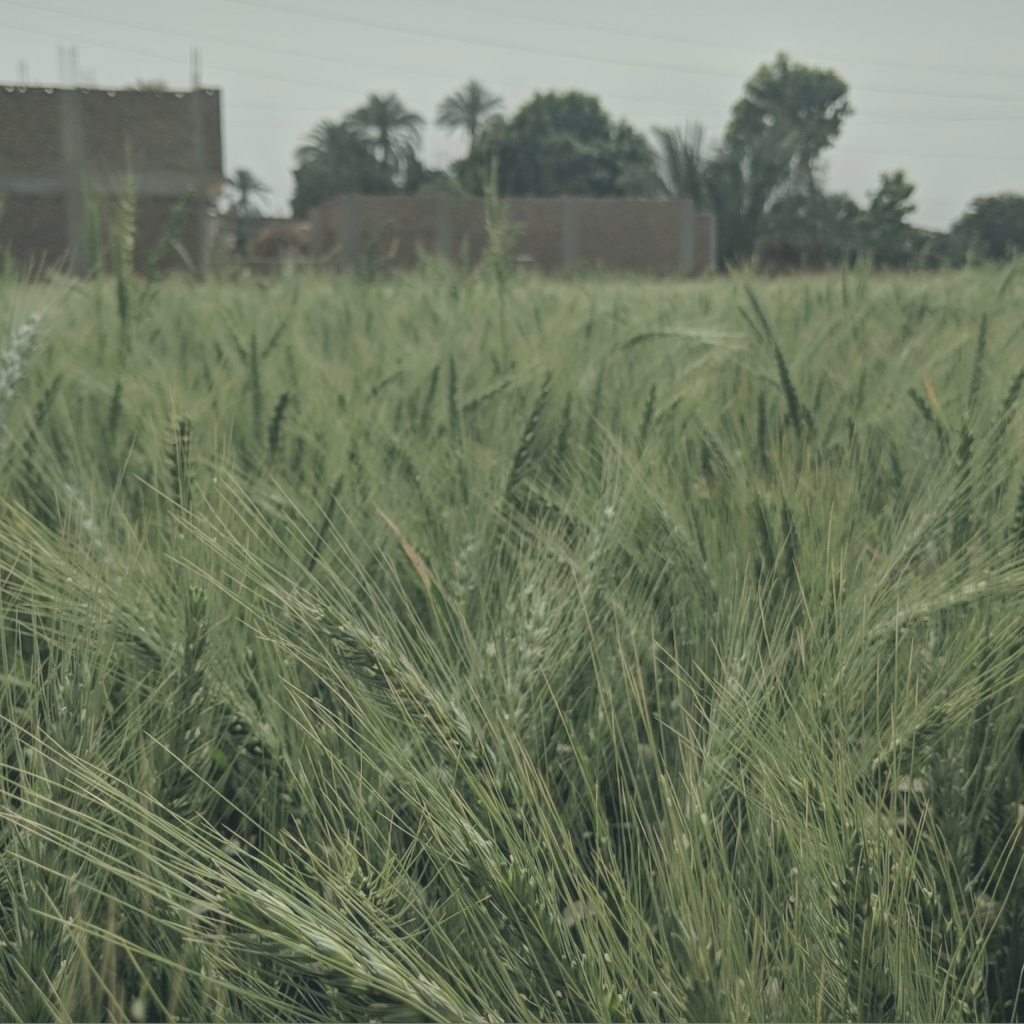 Palestinian Killed In Israeli Settler Attack Sparks Outcry Amid Surge In West Bank Violence