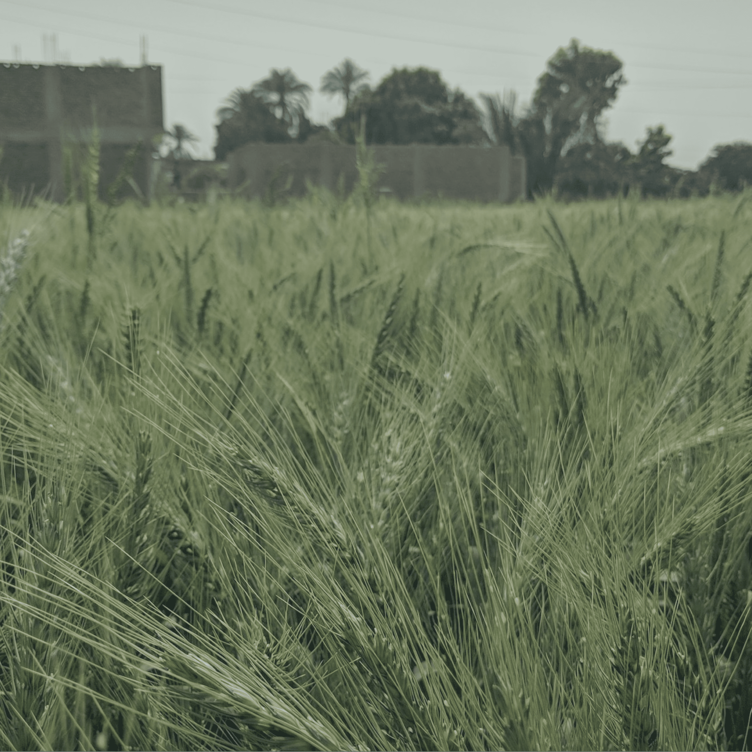 Palestinian Killed In Israeli Settler Attack Sparks Outcry Amid Surge In West Bank Violence