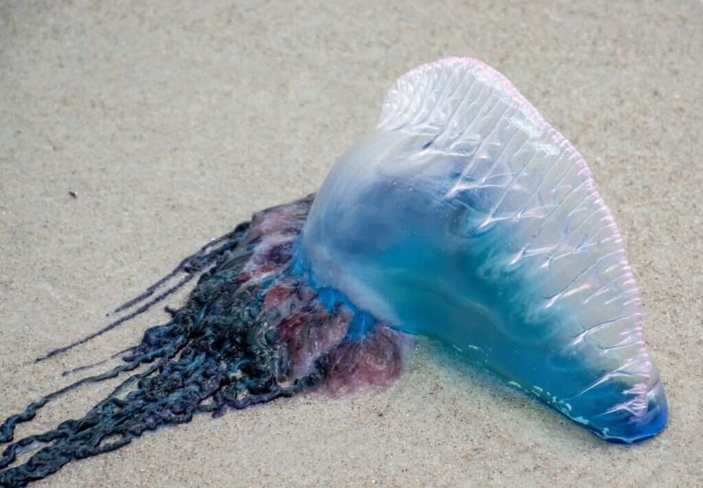 Portuguese ‘man O’ Warning Issued In Hastings