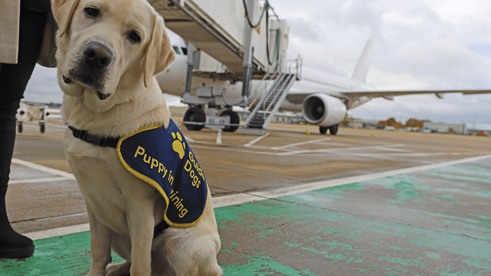 Gatwick Airport Welcomes Guide Dogs Uk Puppies For Training