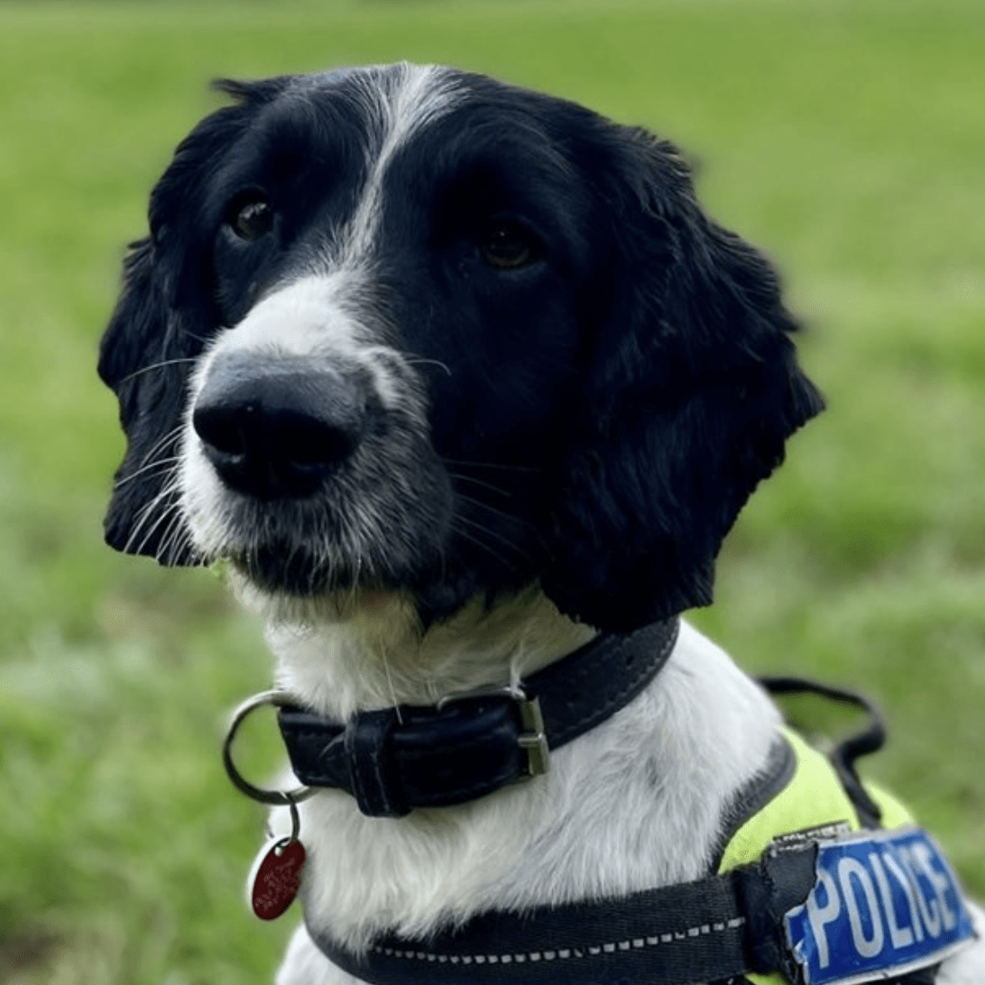 Man Arrested After Police Dog Locates Suspected Class A Drugs Hidden In Vehicle