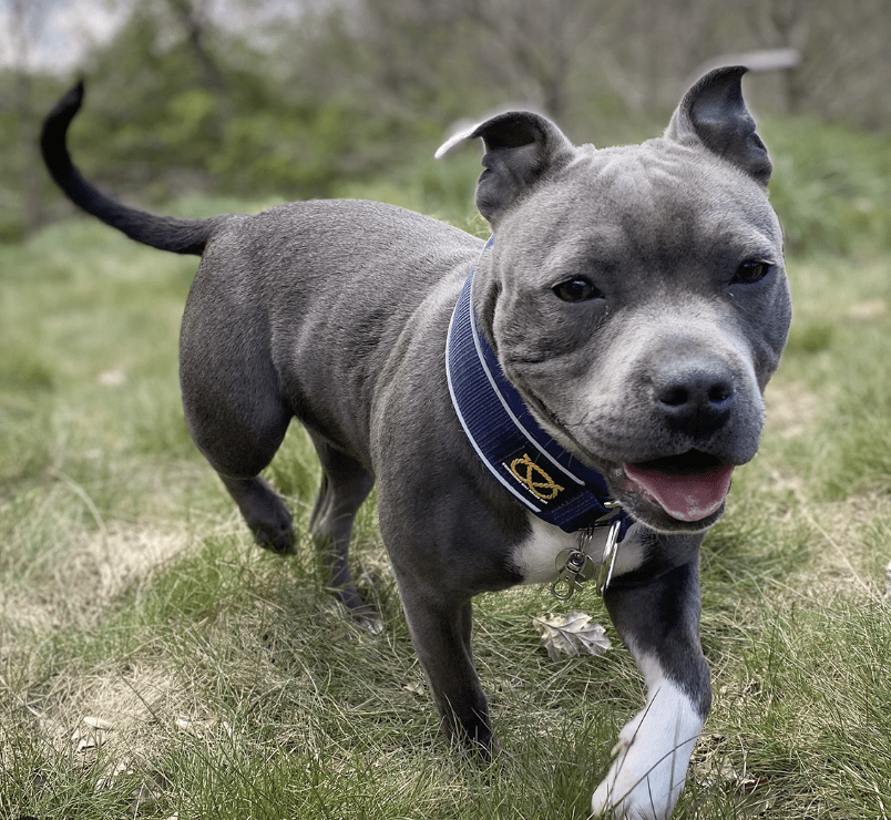 Officers Investigating A Report Of A Dangerous Dog In Folkestone Are Appealing To Any Witnesses To Come Forward