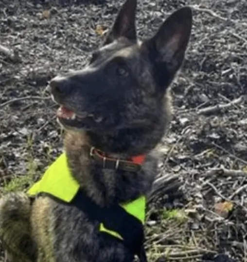 Dogs Sniff Out Dangerous Japanese Knotweed on M25 Motorway