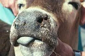 Bluetongue Virus Detected In Kent Cow, Uk Authorities Urge Vigilance Among Farmers