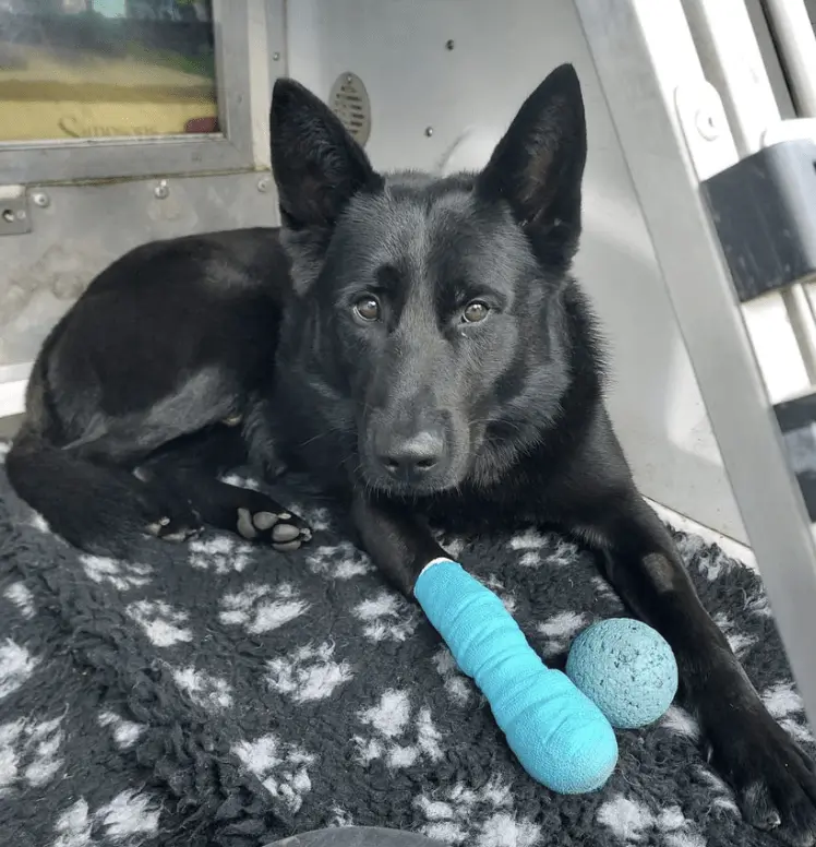 Hero Dog Cato Injured Tracking Machete in Leicester Assault Case