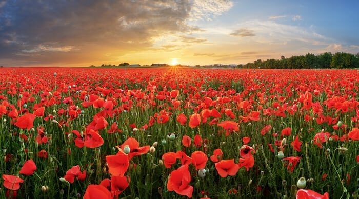 Remembrance Day: The Significance Of Poppies And Their Various Colors