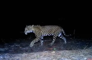 Rare Jaguar Mating Footage Captured In British Army Training Area In Belize