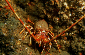 New Regulations To Safeguard Crawfish Stocks In Southwest England