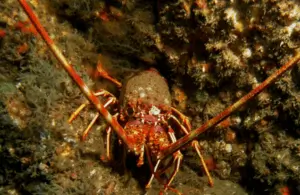 New Regulations To Safeguard Crawfish Stocks In Southwest England
