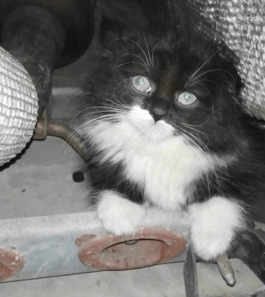 Feral Kitten Rescued After Five-hour Engine Ordeal