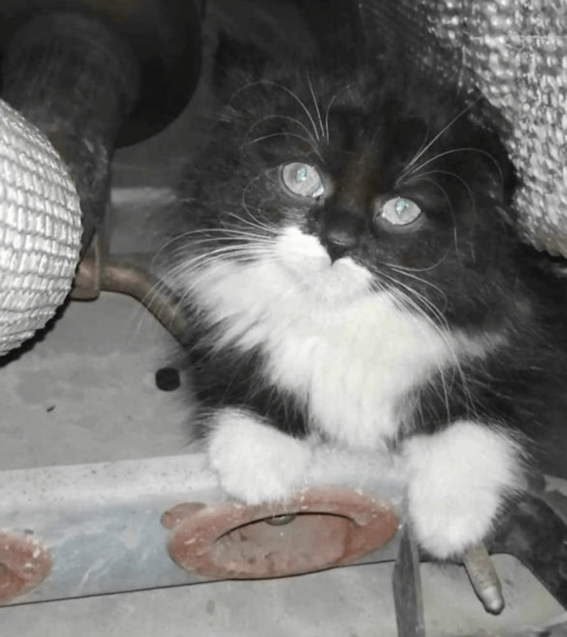 Feral Kitten Rescued After Five-hour Engine Ordeal