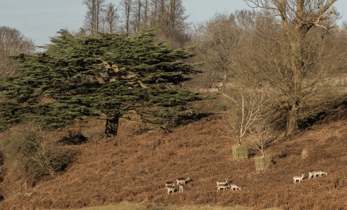 Knole Park Shock: Man Exposes Himself to Female Dog Walker in Broad Daylight