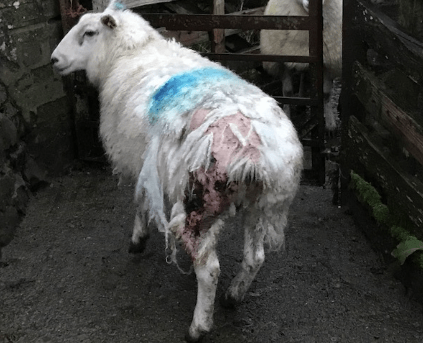 Officers Appeal For Witnesses After Sheep Chased And Injured By Dogs Near Spennithorne