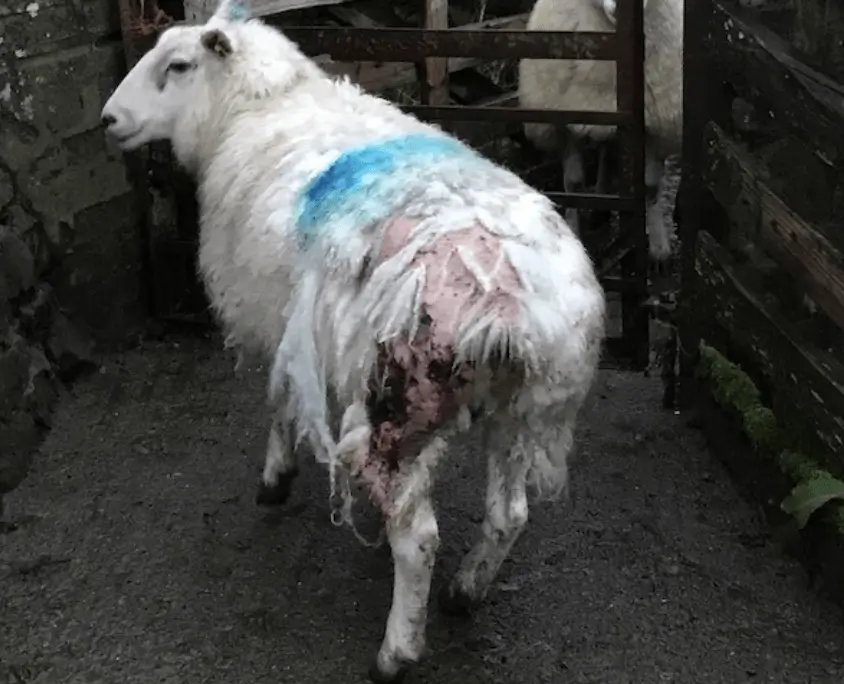 Sheep Attacked by Dogs Near Spennithorne: Police Urge Witnesses to Come Forward
