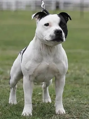 Belvedere Dog Owner Fined For Incident Involving Out-of-control Staffordshire Bull Terrier In Erith