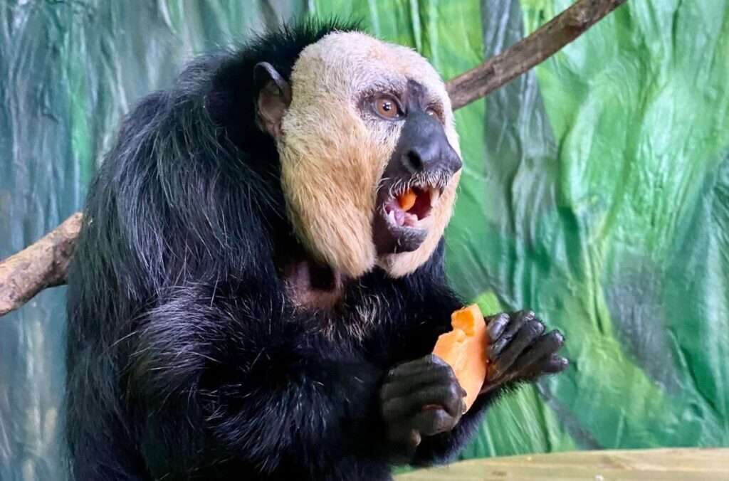 Oh-No-No? Drusillas Zoo Gets Jolly with the ‘Naughtiest Animal’ Announcement 2023