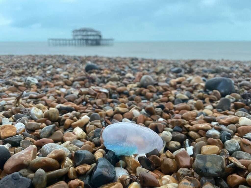 Warning: Portuguese Man o’ War Sighted on Hove Beach – Exercise Caution!