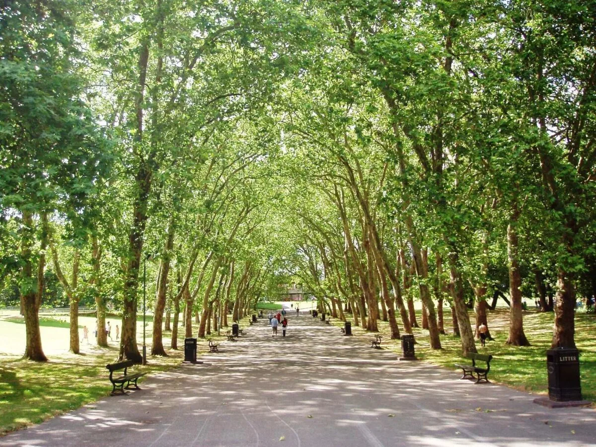 Placenta Found in Crystal Palace Park Sparks Police Probe – No Crime Involved