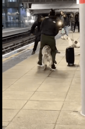 Dog Attack at Stratford Station: Man Escapes Serious Injury