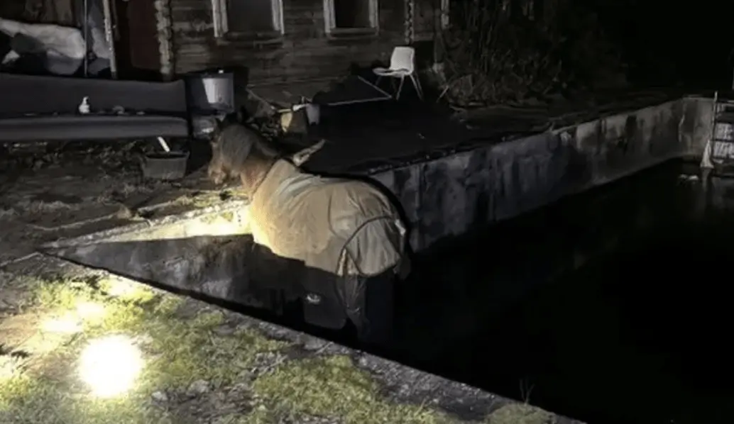 Horse Plunges Into Dorset Pool – Dramatic Two-Hour Rescue Saves Stranded 28-Year-Old Stallion