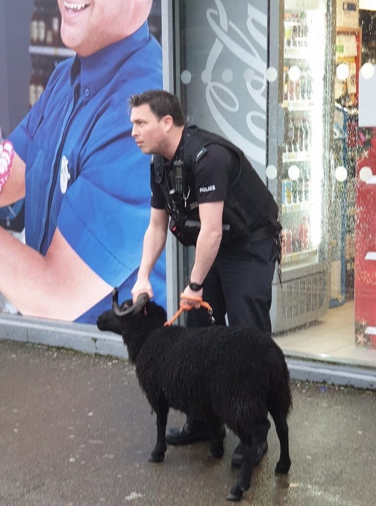 Escaped Ram Spotted Roaming in Folkestone, Captured by Police