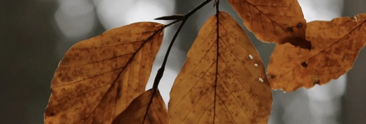 Jet Stream Shift Brings Mild, Dry UK Weather – But Western Scotland Faces Wet Surprise