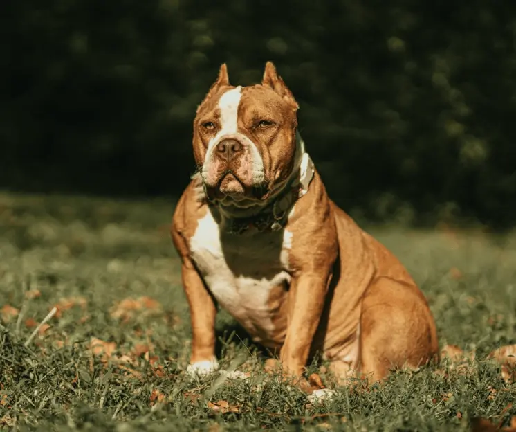 Met Police Euthanise Over 600 Dogs Since 2020 as UK Police Put Down 2,671 Amid Spike in Dangerous Dogs Act Cases