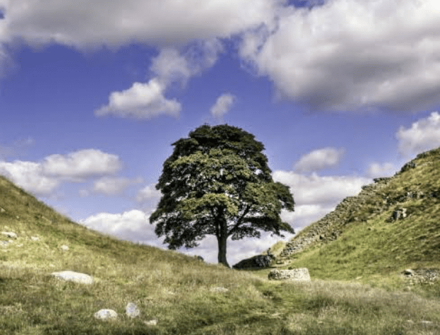 No Further Action Against Man Arrested for Sycamore Gap Tree Felling