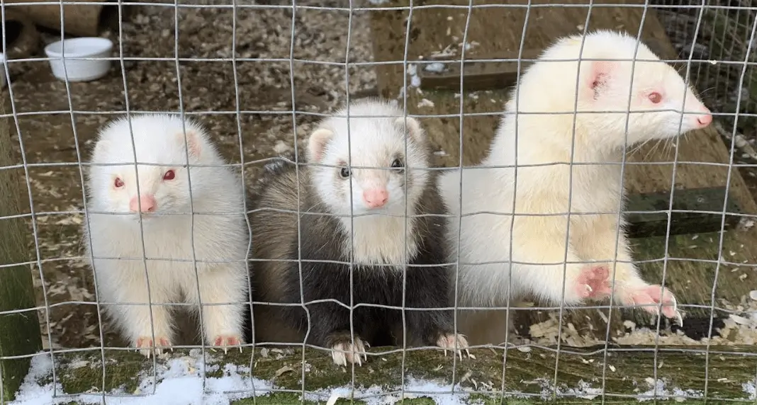 Ferret Theft Shocks Sundridge as Police Hunt Crooks Who Nabbed Nine Pets in Nighttime Raid