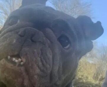 Police are appealing for witnesses and dash cam footage following a collision in Horton Heath