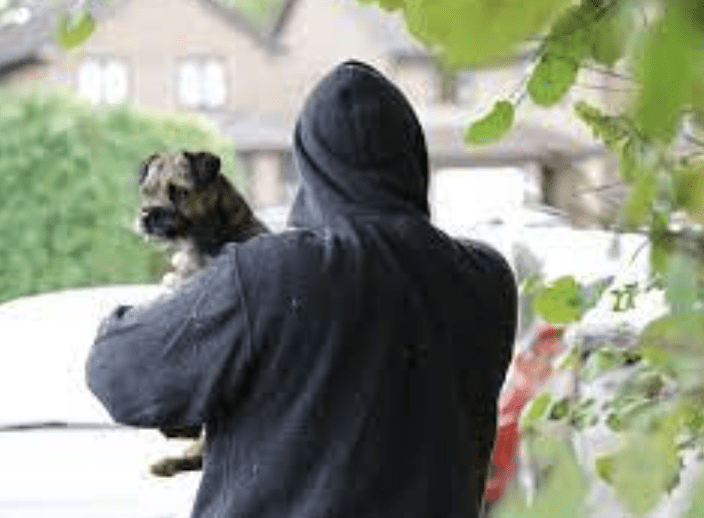 Police are appealing for witnesses following the attempted robbery of a dog in Gosport