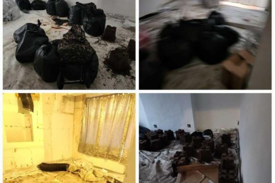 South London Cannabis Factory Uncovered; Police Issue Subletting Warning