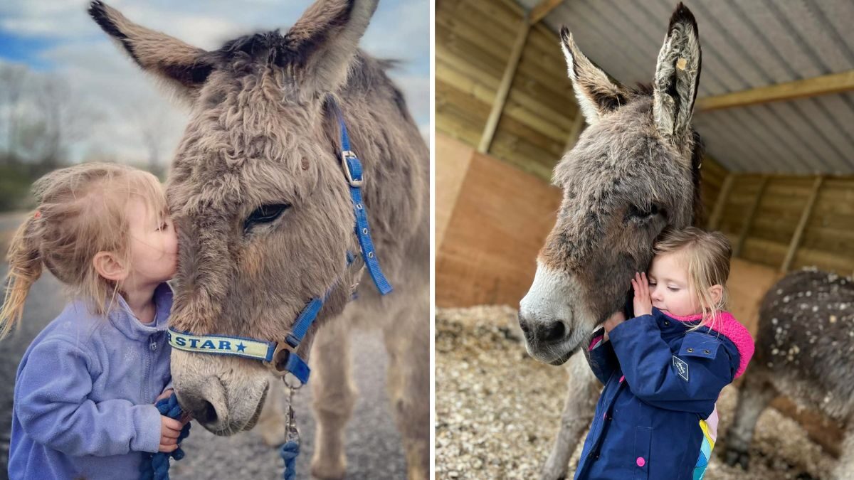 Heartbreaking Appeal for Return of Stolen Donkey in Wales, Owner Warns of ‘Heartbreak’ Risk