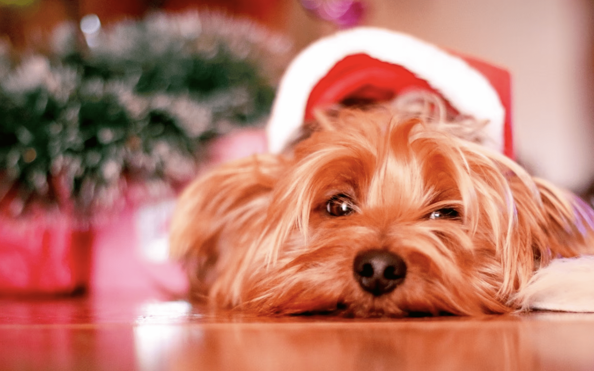 Vets Warn Against Feeding Dogs Christmas Treats Due to Toxicity Risks