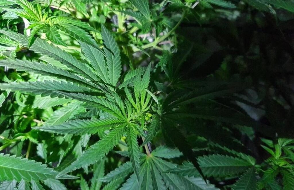 Key Drug Arrest by Sussex Police at Cannabis Farm