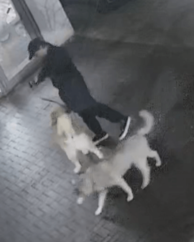 Sussex Police Seek Public’s Help After Brighton Dog Attack