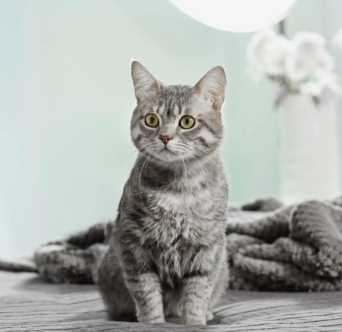 Exciting £5,000 Pet Rescue Grant to Tackle UK’s Illegal Pet Trade