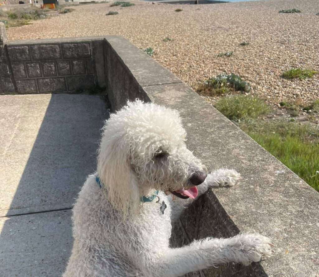 Important Alert for Dog Walkers: Pollution Warning on Brighton Seafront