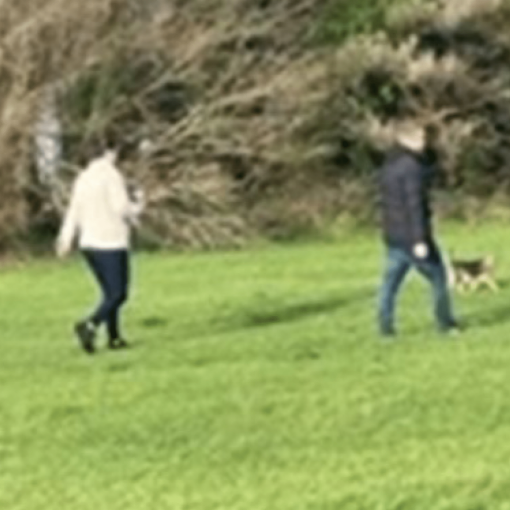 Police Appeal: Dog Walker Injured in Poole