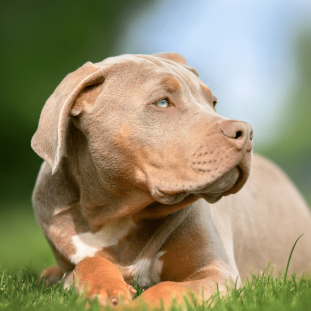 RSPCA Launches Urgent Appeal for Information Following Horrific Discovery of Abused XL Bully Dog in South London