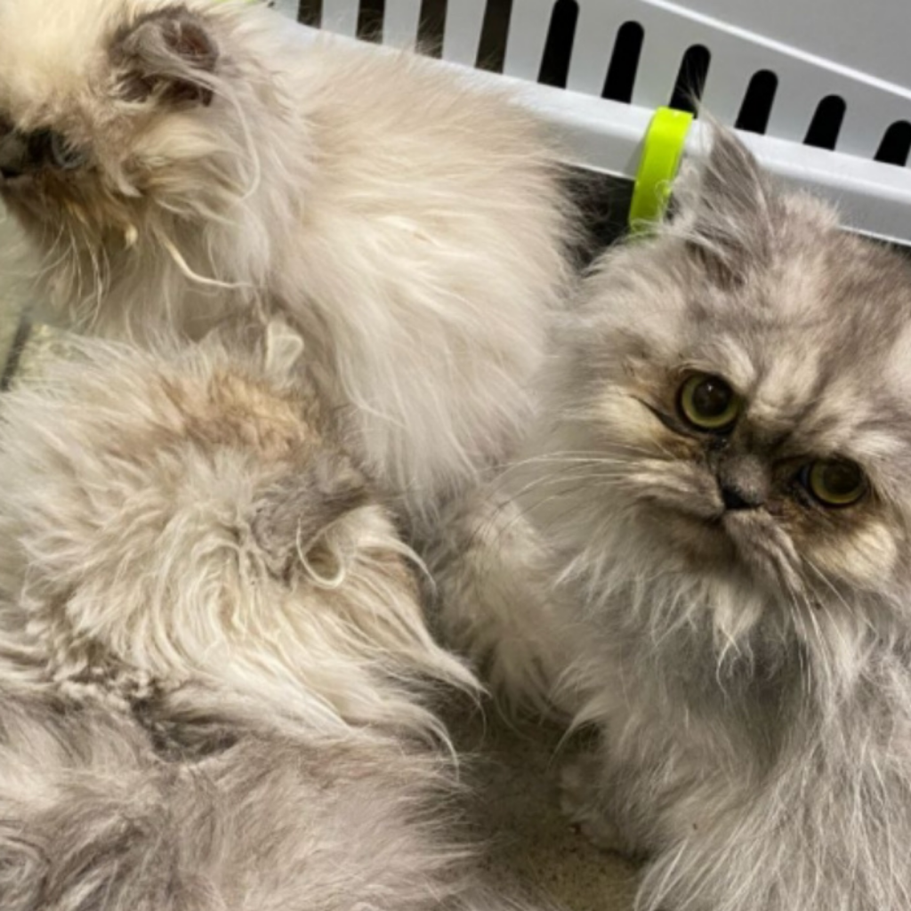 Disturbing Discovery of Abandoned Cats Under Paisley Flyover Sparks Investigation