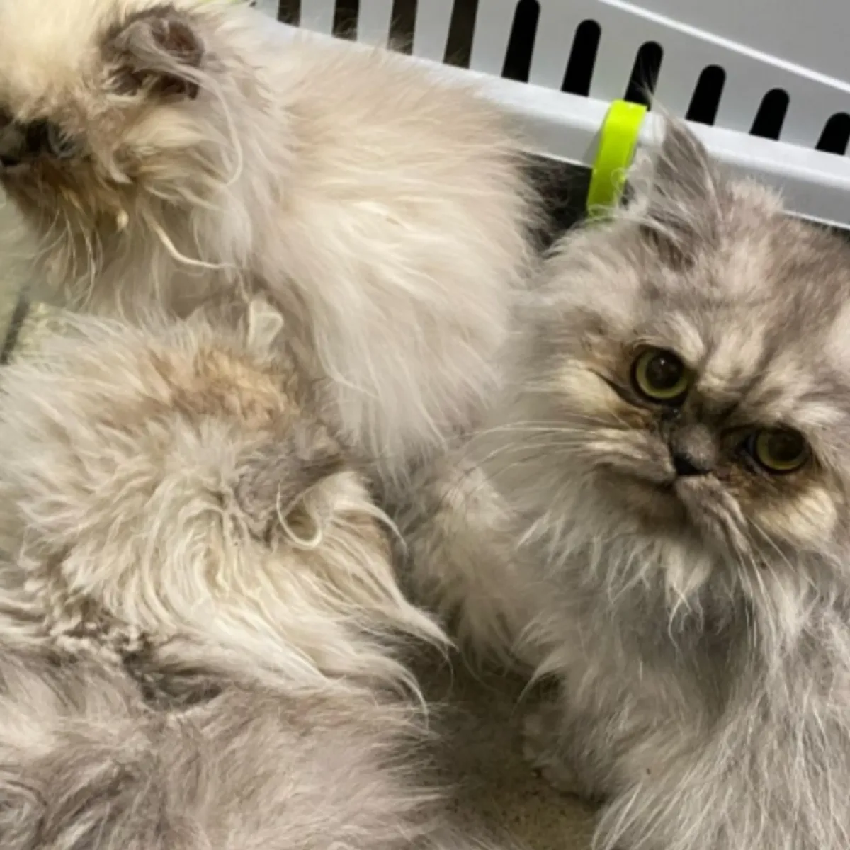 Disturbing Discovery of Abandoned Cats Under Paisley Flyover Sparks Investigation