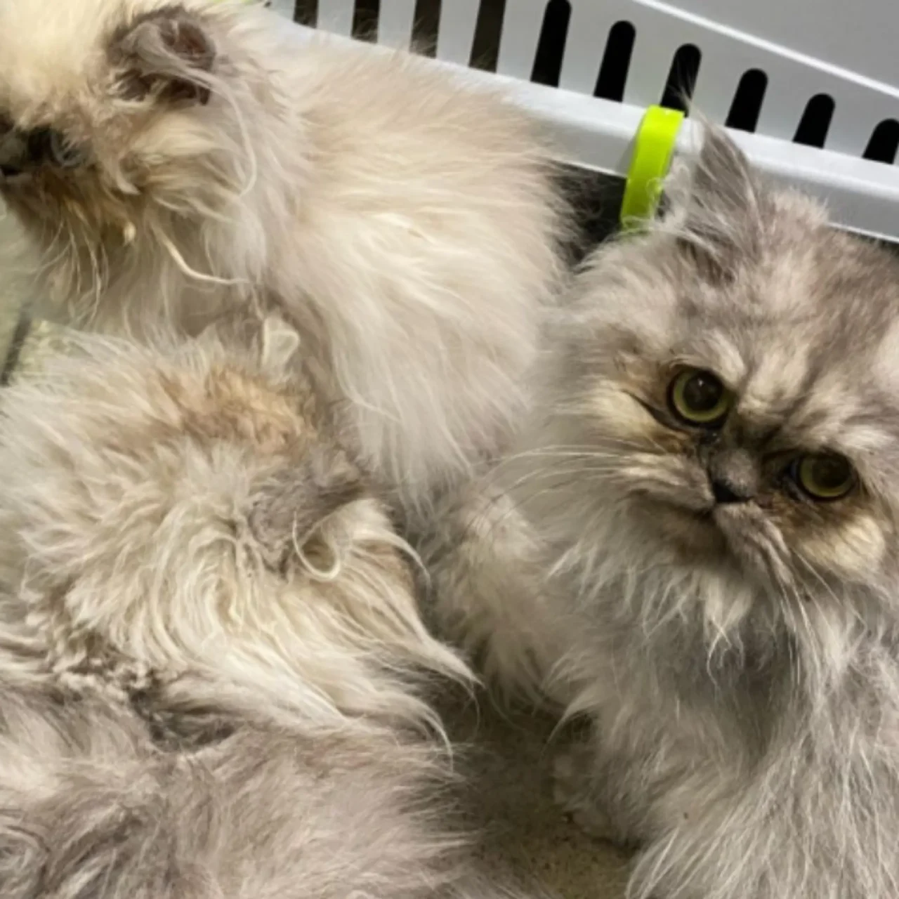 Disturbing Discovery of Abandoned Cats Under Paisley Flyover Sparks Investigation