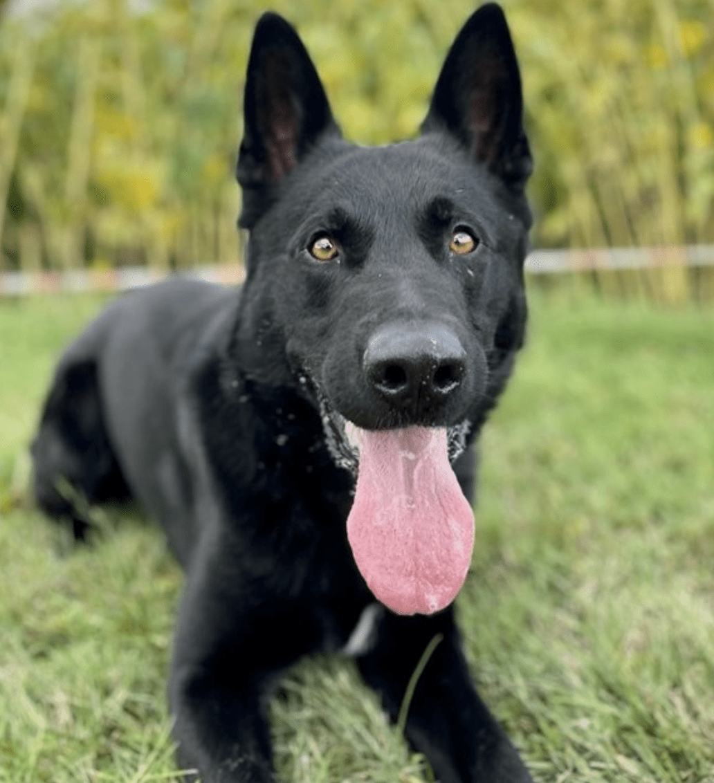 A man from Pewsey has been disqualified from driving and given a suspended prison sentence for drug driving, dangerous driving and failing to stop for police